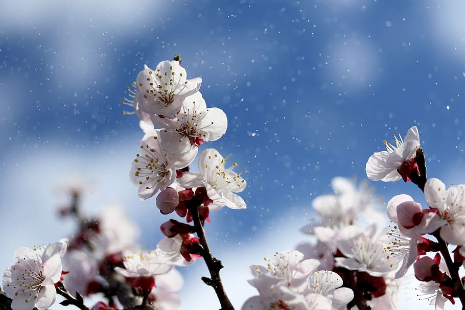blomster, hvid, forår, træ, natur, planter, flor, kronblade, natur tapet, tapet, blomst, blomstrende plante, friskhed, skrøbelighed, skønhed i naturen, plante, sårbarhed, vækst, blomstre, hvid farve, tæt på, kronblad, blomsterhoved, blomsterstand, pollen, himmel, ingen mennesker, kirsebær blomst, udendørs, blomme af blomme, Kirsebærtræ, blødhed, 5K