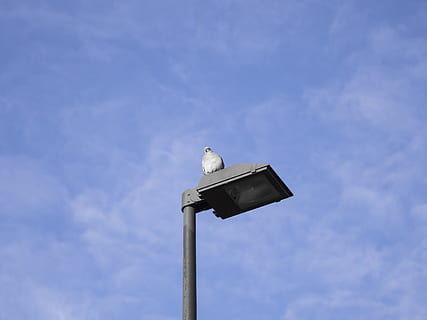 fugl, lys post, hvirveldyr, lav vinkel visning, et dyr, dyre temaer, himmel, dyr, dyr i naturen, dyreliv, perching, ingen mennesker, sky - himmel, natur, dag, belysningsudstyr, blå, udendørs, måge, gadebelysning, gade, 4K, CC0, offentligt domæne, royaltyfrie