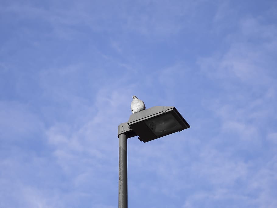 fugl, lys post, hvirveldyr, lav vinkel visning, et dyr, dyre temaer, himmel, dyr, dyr i naturen, dyreliv, perching, ingen mennesker, sky - himmel, natur, dag, belysningsudstyr, blå, udendørs, måge, gadebelysning, gade, 4K