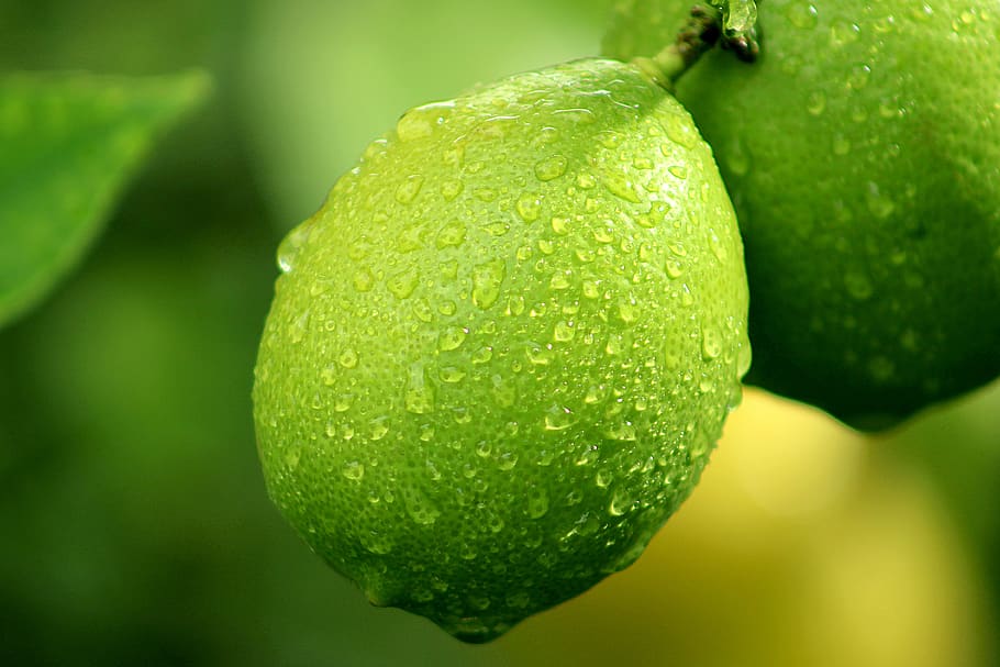 Citron, frugt, træ, citrus, gul, grøn, glinsende, tåge, dug, blad, grøn farve, mad og drikke, friskhed, mad, tæt på, sund kost, fokus på forgrunden, ingen mennesker, vækst, dag, plante, natur, vand, udendørs, dråbe, velvære, moden, 4K