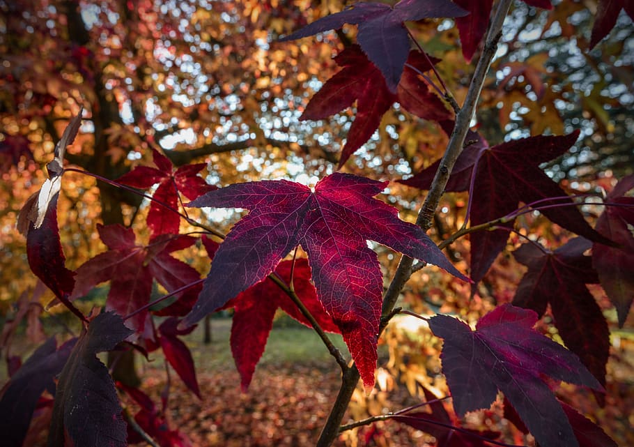 acero rosso, acero, albero, autunno, rosso, le foglie, foglia, colorato, natura, di stagione, stagione, fogliame, paesaggio, Britannico, foresta, luce, all'aperto, arancia, mistico, alberi, umore, parte vegetale, modificare, pianta, avvicinamento, foglia di acero, bellezza nella natura, concentrarsi sulle conoscenze acquisite, giorno, nessuno, crescita, ramo, fragilità, condizione naturale, marrone, collezione autunnale, 5K