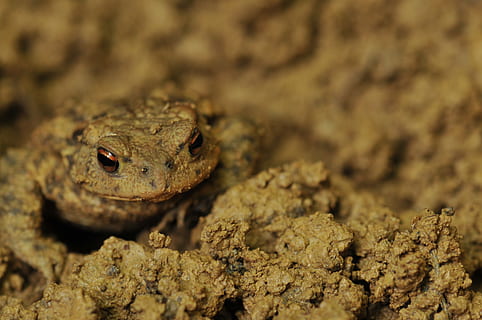 modder, pad, bruin, nat, één dier, dierlijke thema's, dier, dierenleven, gewerveld, reptiel, dieren in het wild, gekko, camouflage, detailopname, geen mensen, dierlijke lichaamsdeel, dierenkop, hagedis, natuur, buitenshuis, milieu, land-, portret, dierlijk oog, giftig, dierlijke schaal, 2K, CC0, publiek domein, royaltyvrij