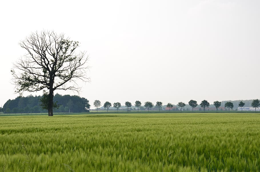 Německo, dülmen, krajina, rostlina, pole, strom, zemědělství, životní prostředí, nebe, venkovské scény, přistát, scenics - příroda, klid, klidné scény, růst, oříznutí, hospodařit, krása v přírodě, Příroda, nikdo, tráva, den, venku, 4K