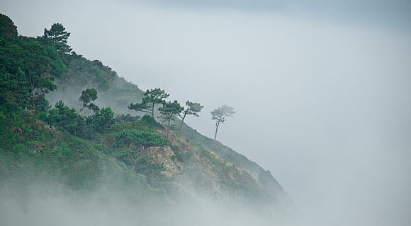 árvore de folhas verdes, natureza, clima, ao ar livre, névoa, montanha, papel de parede, floresta, fundo, campo, cenário, platô, árvore, terra, vegetação, plantar, floresta tropical, estrada, estrada de terra, cascalho, beleza na natureza, scenics - natureza, tranquilidade, cena tranquila, céu, ninguém, dia, meio Ambiente, cena não urbana, idílico, crescimento, copie o espaço, 4K, CC0, domínio público, royalty free