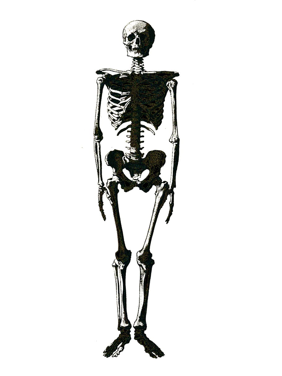 umano, scheletro, ossatura, grafica, girato in studio, sfondo bianco, ritagliare, in casa, copia spazio, nessuno, arte e artigianato, rappresentazione, scheletro umano, osso, singolo oggetto, rappresentazione umana, natura morta, creatività, metallo, avvicinamento, storia, acciaio, 2K