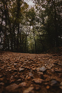 pathway, grønn, trær, sti, blader, tre, skog, humørsyk, vignett, mørk, høst, falle, vandre, vandrelyst, utendørs, natur, blad, stein, lav vinkel visning, anlegg, land, plante del, endring, ro, dag, vekst, skjønnhet i naturen, selektiv fokusering, rolig scene, ingen folk, retning, faller, veien forover, overflatenivå, 5K, CC0, offentlig domene, opphavsrett gratis
