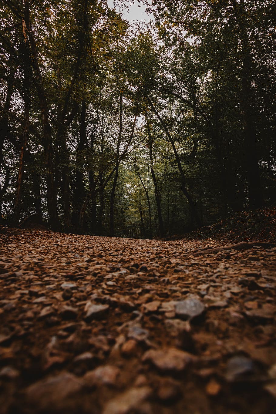 sentiero, verde, alberi, pista, le foglie, albero, foresta, lunatico, vignetta, buio, autunno, vagare, voglia di girovagare, all'aperto, natura, foglia, legna, roccia, Inquadratura dal basso, pianta, terra, parte vegetale, modificare, la tranquillità, giorno, crescita, bellezza nella natura, messa a fuoco selettiva, scena tranquilla, bosco, nessuno, direzione, caduta, la strada davanti, livello di superficie, 5K