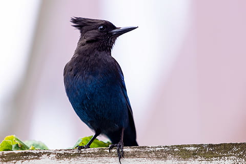 uccello nero, uccello, ghiandaia, animale, blue jay, Bluebird, Agelaius, merlo, mangiatore di api, aracnide, ragno, invertebrato, ragno di giardino, insetto, scricciolo, emu, pianta, cibo, frutta, papaia, gazza, temi animali, un animale, vertebrato, fauna selvatica, animali allo stato selvatico, appollaiati, nessuno, avvicinamento, giorno, colore nero, concentrarsi sulle conoscenze acquisite, lunghezza intera, natura, all'aperto, guardando lontano, analizzare, cercare, guardare, becco, messa a fuoco selettiva, vista profilo, 5K, CC0, dominio pubblico, privo di copyright
