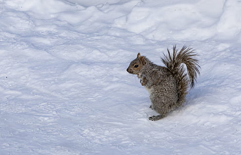 esquirol marró, esquirol, rosegador, animal, mamífer, vida salvatge, suportar, neu, hivern, caní, gos, mascota, evablue, montreal, a l'aire lliure, naturalesa, etiqueta, text, vent de neu, tempesta, Serra, temes d'animals, un animal, temperatura de fred, cap gent, fauna animal, animals a la natura, vertebrats, dia, camp, terra, vista d’angle alt, vista lateral, nevar, herbívors, 2K, CC0, domini públic, lliure de regalies