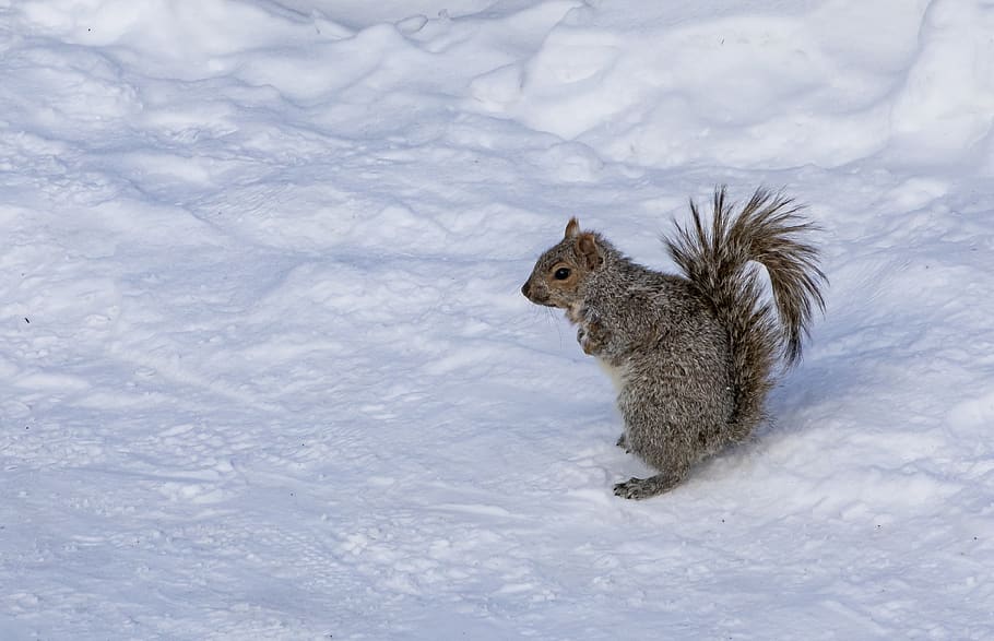 esquirol marró, esquirol, rosegador, animal, mamífer, vida salvatge, suportar, neu, hivern, caní, gos, mascota, evablue, montreal, a l'aire lliure, naturalesa, etiqueta, text, vent de neu, tempesta, Serra, temes d'animals, un animal, temperatura de fred, cap gent, fauna animal, animals a la natura, vertebrats, dia, camp, terra, vista d’angle alt, vista lateral, nevar, herbívors, 2K