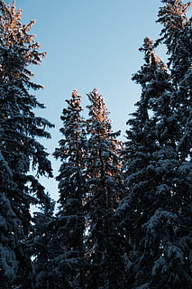 grønne blade, plante, træ, gran, abies, Schweiz, nåletræ, fyrretræ, montana, solnedgang, himmel, blå, minimal, minimalistisk, glød, humørsyg, flair, sol, hdandroid, baggrund, tapet, lav vinkel visning, vækst, skønhed i naturen, ingen mennesker, natur, ro, dag, skyfri himmel, vinter, rolig scene, kold temperatur, udendørs, ikke-urbane scene, scenics - natur, sne, Skov, 5K, CC0, offentligt domæne, royaltyfrie