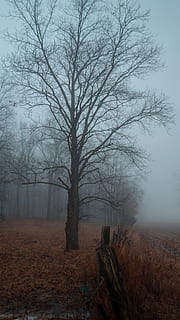 marró, arbre, nit, naturalesa, temps, boira, a l'aire lliure, cel, solitari, boirina, fantasmal, fusta, abandonat, boscos, paisatge, planta, tronc de l'arbre, sòl, arquitectura, edifici, arbre nu, terra, temperatura de fred, camp, hivern, cap gent, tranquil·litat, medi ambient, escena tranquil·la, branca, bellesa a la natura, vespre, 5K, CC0, domini públic, lliure de regalies