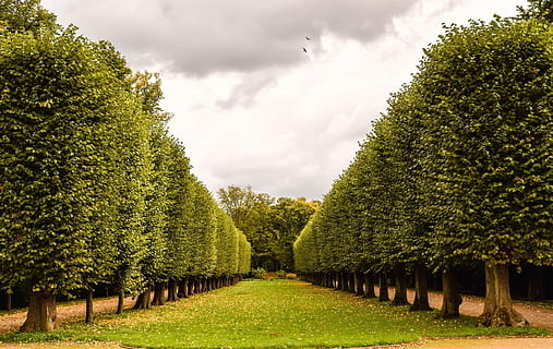 avinguda, folrat, arbre, parc, naturalesa, fusta, jardí, verd, fresc, planta, color verd, creixement, núvol - cel, cap gent, topiaria, cel, bellesa a la natura, tranquil·litat, en fila, dia, cobertura, jardí formal, treelined, escenics - natura, escena tranquil·la, herba, a l'aire lliure, jardí ornamental, 1080P, CC0, domini públic, lliure de regalies