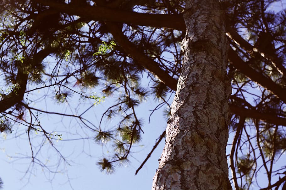 vsco, arbres, picea, bosc, estiu, cel, naturalesa, llum, fons, fons de pantalla, florir, jardí Botànic, botànic, sol, arbre, planta, tronc de l'arbre, tronc, vista d’angle baix, creixement, cap gent, branca, dia, tranquil·litat, bellesa a la natura, terra, a l'aire lliure, centrar-se en primer pla, escenics - natura, escena no urbana, llum solar, escorça, directament a sota, copa de l'arbre, 5K