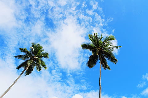 doi copaci de nucă de cocos, vară, Arecaceae, copac, plantă, palmier, în aer liber, tropical, natură, insectă, animal, nevertebrat, azur cer, cer, păianjen, arahnide, siluetă, ușoară, semnal luminos, lumina soarelui, vegetație, climat tropical, nor - cer, vedere unghiulară joasă, albastru, nici o persoana, palmier de cocos, frumusețe în natură, creştere, zi, liniște, scenice - natura, înalt - înalt, trunchi de copac, trompă, copac tropical, imediat mai jos, frunza de palmier, 4K, CC0, domeniu public, fără drepturi de autor