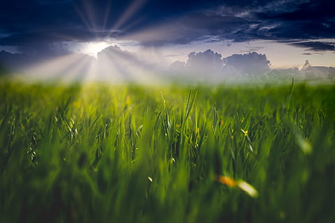 gressfelt, jordbruk, landsbygda, avling, dyrket mark, dybdeskarphet, gård, felt, gress, Grovfôr, landlig, Sunray, himmel, anlegg, land, skjønnhet i naturen, sollys, solstråle, natur, grønn farge, landskap, sol, naturskjønnhet - natur, vekst, sky - himmel, ro, miljø, landlige scene, lysskjær, rolig scene, ingen folk, utendørs, lys, bra belyst, 5K, CC0, offentlig domene, opphavsrett gratis