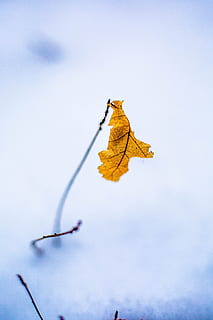 vinter, ark, natur, makro, sne, Skov, gul, blå, kold, løv, blade, efterår, plante del, ingen mennesker, blad, lave om, himmel, dag, tør, udendørs, tæt på, lav vinkel visning, skønhed i naturen, kold temperatur, ro, afdeling, naturlig tilstand, 5K, CC0, offentligt domæne, royaltyfrie
