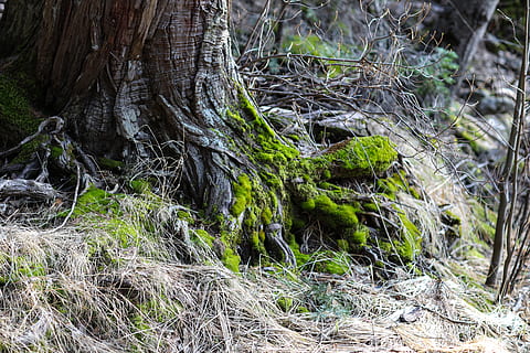 Pflanze, Wurzel, Moos, Baum, Yosemite Valley, merced Flussufer, Winter, Schlange, Tier, Reptil, Baumstamm, Boden, Gras, agropyron, Rasen, Baumstumpf, Spinnennetz, anole, Algen, Insekt, Land, Kofferraum, Wachstum, Wald, Natur, Ruhe, Tag, keine Leute, Schönheit in der Natur, draußen, Pflanzenteil, Ast, Feld, grüne Farbe, ruhige Szene, tote Pflanze, Borke, 5K, CC0, gemeinfrei, lizenzfrei