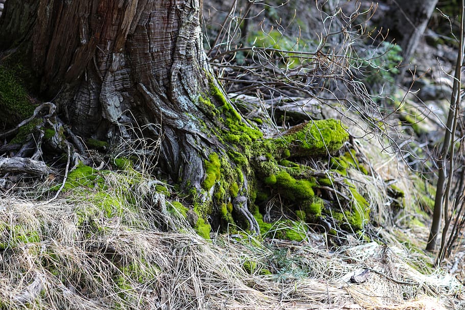 planta, arrel, molsa, arbre, vall de Yosemite, ribera mercant, hivern, serp, animal, rèptil, tronc de l'arbre, sòl, herba, agropyron, gespa, monstre de l'arbre, teranyina, anole, algues, insecte, terra, tronc, creixement, bosc, naturalesa, tranquil·litat, dia, cap gent, bellesa a la natura, a l'aire lliure, part de la planta, branca, camp, color verd, escena tranquil·la, planta morta, escorça, 5K