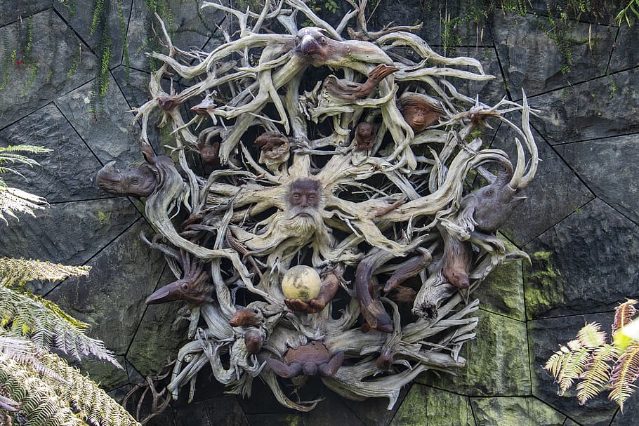 tørrede rodafgrøder, plante, vækst, dag, natur, plante del, ingen mennesker, træ, blad, tæt på, jord, Skov, udendørs, høj vinkel visning, skønhed i naturen, blomst, tør, bagagerum, træstamme, ro, grøn farve, visnet plante, 5K