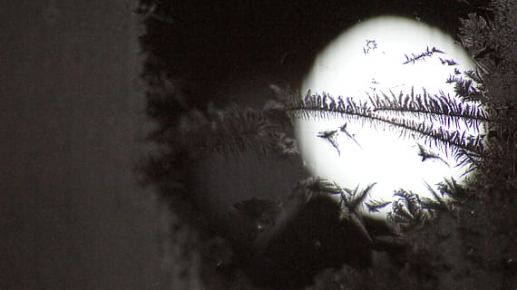 Eismuster, Fenster, Makro, keine Leute, Gruppe von Tieren, Tierwelt, Natur, Pflanze, Baum, draußen, Tiere in freier Wildbahn, Tag, Vogel, Schatten, Wirbeltier, Wasser, High Angle View, die Architektur, 2K, CC0, gemeinfrei, lizenzfrei