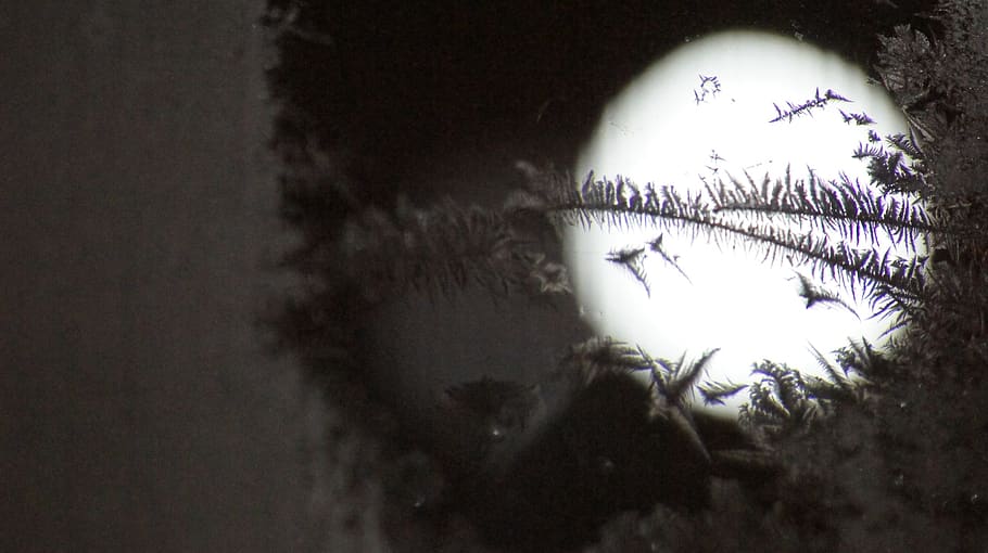 Eismuster, Fenster, Makro, keine Leute, Gruppe von Tieren, Tierwelt, Natur, Pflanze, Baum, draußen, Tiere in freier Wildbahn, Tag, Vogel, Schatten, Wirbeltier, Wasser, High Angle View, die Architektur, 2K