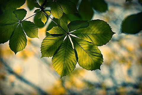 chestnut leaf, foliage, vein, pattern, tree, branch, colorful, cool wallpaper, leaf, plant part, plant, growth, green color, close-up, beauty in nature, nature, no people, focus on foreground, day, freshness, outdoors, sunlight, selective focus, twig, food, food and drink, leaves, 4K, CC0, public domain, royalty free
