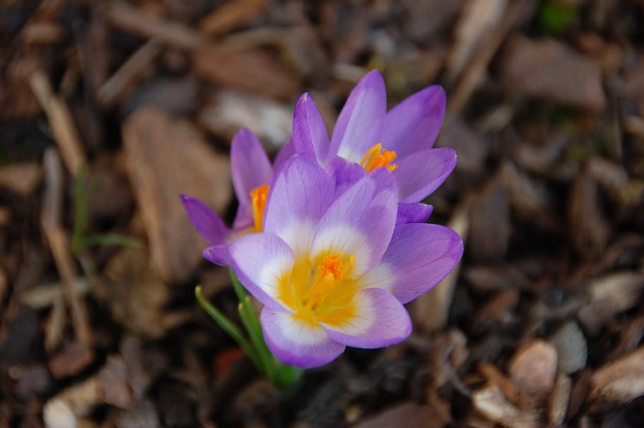 Krokus, Frühling, Trio, Blumen, Natur, Flora, lila, Garten, Frühlingsblume, frühlingsanfang, Vorbote des Frühlings, violett, Frühblüher, blühen, der Beginn des Frühlings, am Anfang, Blume, blühende Pflanze, Pflanze, Frische, Zerbrechlichkeit, Verletzlichkeit, Schönheit in der Natur, Blütenblatt, Nahansicht, Blütenstand, Wachstum, Blütenkopf, Land, keine Leute, Iris, Feld, Pollen, 2K