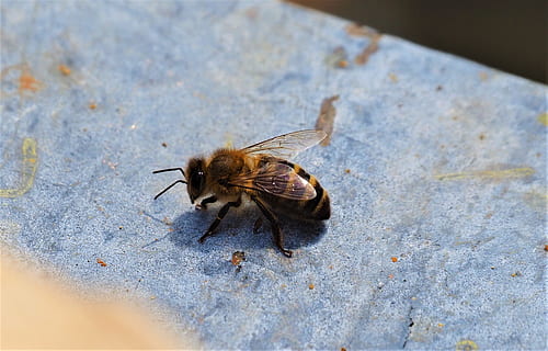 bi, forager, arbejder, insekt, bestøver, natur, biavl, dyre temaer, hvirvelløse, dyr, et dyr, dyreliv, dyr i naturen, ingen mennesker, dyrefløj, tæt på, høj vinkel visning, selektiv fokusering, udendørs, dag, flyve, fuld længde, zoologi, 2K, CC0, offentligt domæne, royaltyfrie