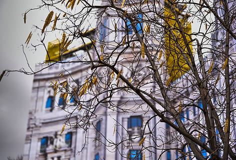 spain, madrid, tree, building exterior, bare tree, branch, built structure, architecture, plant, no people, low angle view, nature, building, day, sky, city, outdoors, residential district, focus on foreground, complexity, tree trunk, dead plant, change, apartment, 5K, CC0, public domain, royalty free