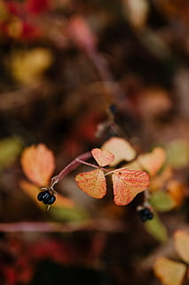 autumn, walk, forest, foggy, weather, november, fog, fall, woods, leaf, plant part, close-up, plant, fruit, beauty in nature, no people, growth, day, nature, focus on foreground, selective focus, food, healthy eating, change, food and drink, outdoors, fragility, vulnerability, leaves, natural condition, 4K, CC0, public domain, royalty free