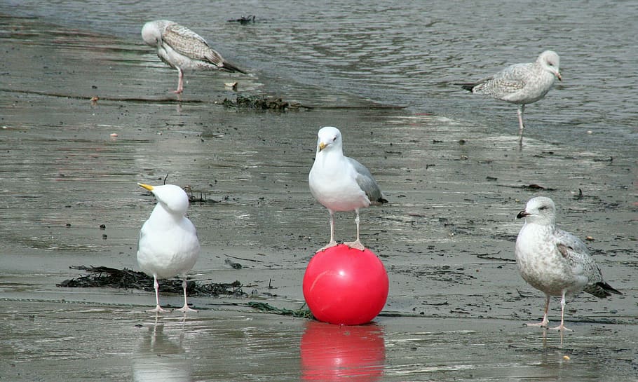 gabbiani, manager, palla, uccello, vertebrato, animale, temi animali, gruppo di animali, animali allo stato selvatico, acqua, fauna selvatica, gabbiano, giorno, appollaiati, nessuno, natura, lago, Colore bianco, grande gruppo di animali, spiaggia, zoologia, all'aperto, Stormo di uccelli, 2K