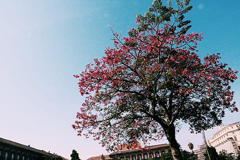 arbres, arbre, cel, planta, vista d’angle baix, estructura construïda, arquitectura, naturalesa, exterior de l'edifici, creixement, flor, dia, bellesa a la natura, primavera, branca, planta amb flors, color rosa, cel clar, cap gent, frescor, a l'aire lliure, flor de cirerer, cirerer, 1080P, CC0, domini públic, lliure de regalies