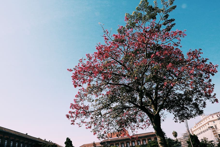 arbres, arbre, cel, planta, vista d’angle baix, estructura construïda, arquitectura, naturalesa, exterior de l'edifici, creixement, flor, dia, bellesa a la natura, primavera, branca, planta amb flors, color rosa, cel clar, cap gent, frescor, a l'aire lliure, flor de cirerer, cirerer, 1080P