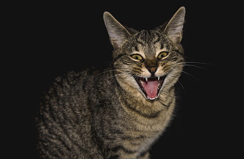 gato, animal, piel, enojado, depredador, emociones, figura, capricho, temas de animales, mamífero, animales domesticos, nacional, mascotas, felino, un animal, Gato domestico, fondo negro, boca, boca abierta, foto de estudio, vertebrado, bigotes, expresión facial, adentro, de cerca, nadie, agresión, cabeza de animal, boca de animal, atigrado, 4K, CC0, dominio público, libre de derechos