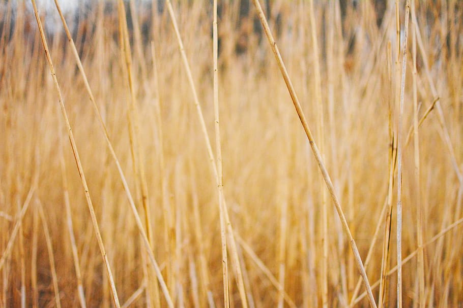 brunt græs, plante, græs, græsplæne, reed, Agropyron, sommer, natur, baggrund, siv, hvirvelløse, arachnid, dyr, edderkop, vegetation, mad, korn, grøntsag, fremstille, hvede, fugl, korn plante, landbrug, Mark, afgrøde, jord, landlige scene, vækst, baggrunde, landskab, ingen mennesker, tæt på, Brun, ro, dag, gård, fuld ramme, skønhed i naturen, udendørs, 5K