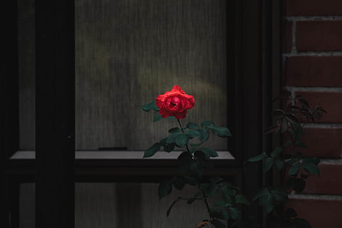 rosa rossa, vaso, flora, ceramica, pianta in vaso, pianta, fiore, fiorire, rosa, composizione floreale, ornamento, ibisco, garofano, geranio, pavimentazione, mobilia, arte, ikebana, in casa, sala da pranzo, pianta fiorita, vulnerabilità, rosso, fragilità, freschezza, petalo, bellezza nella natura, testa di fiore, crescita, natura, infiorescenza, nessuno, avvicinamento, architettura, 4K, CC0, dominio pubblico, privo di copyright