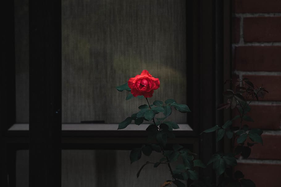 rosa rossa, vaso, flora, ceramica, pianta in vaso, pianta, fiore, fiorire, rosa, composizione floreale, ornamento, ibisco, garofano, geranio, pavimentazione, mobilia, arte, ikebana, in casa, sala da pranzo, pianta fiorita, vulnerabilità, rosso, fragilità, freschezza, petalo, bellezza nella natura, testa di fiore, crescita, natura, infiorescenza, nessuno, avvicinamento, architettura, 4K