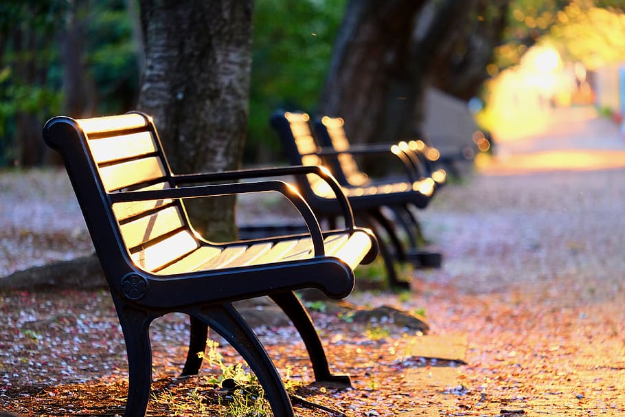 parco, panchina, tramonto, alberi, crepuscolo, posto a sedere, albero, concentrarsi sulle conoscenze acquisite, vuoto, pianta, natura, autunno, panchina del parco, assenza, nessuno, parco - spazio creato dall'uomo, sedia, giorno, tronco d'albero, foglia, parte vegetale, all'aperto, tronco, modificare, 4K