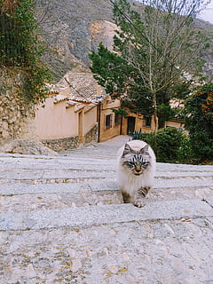 Pfad, Gehweg, Steinplatte, Katze, Bürgersteig, Pflaster, Säugetier, Tier, Haustier, draußen, Schiefer, Pflanze, Dach, Spanien, cuenca, Kätzchen, Kopfsteinpflaster, Boden, Natur, Laube, inländisch, Tierthemen, Haustiere, Wirbeltier, ein Tier, katzenartig, Hauskatze, die Architektur, gebaute Struktur, Tag, Gebäudehülle, keine Leute, Porträt, Gebäude, Whisker, 4K, CC0, gemeinfrei, lizenzfrei