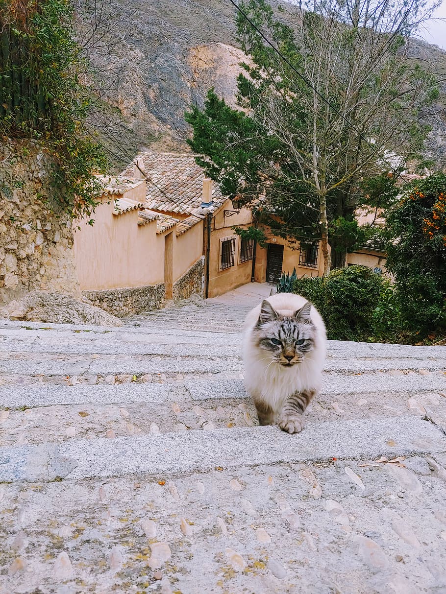Camí, passarel·la, llosa, gat, vorera, paviment, mamífer, animal, mascota, a l'aire lliure, pissarra, planta, sostre, espanya, cuenca, gatet, llambordes, sòl, naturalesa, arbor, nacional, temes d'animals, mascotes, vertebrats, animals domèstics, un animal, felí, gat domèstic, arquitectura, estructura construïda, dia, exterior de l'edifici, cap gent, retrat, edifici, bigotis, 4K