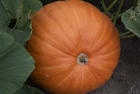 græskar, efterår, græskar patch, halloween, orange, oktober, mad, jack-o-lanterne, sæson, taksigelse, natur, landbrug, mad og drikke, sund kost, tæt på, friskhed, plante del, grøntsag, blad, orange farve, velvære, ingen mennesker, plante, høj vinkel visning, vækst, organisk, frugt, udendørs, moden, 2K, CC0, offentligt domæne, royaltyfrie