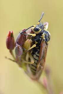 macro, bee, insect, bees, honey, pollen, nature, wings, flower, nectar, spring, blossom, garden, wildlife, pollination, insects, beekeeping, animal, animal wildlife, one animal, animal themes, close-up, invertebrate, animals in the wild, yellow, focus on foreground, no people, selective focus, flowering plant, plant, animal body part, beauty in nature, day, fragility, animal eye, 5K, CC0, public domain, royalty free
