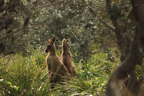 doi cangur bruni, animal, mamifer, Wallaby, cangur, pisică, animal de companie, animale sălbatice, Elan, arbore copac, cerb, fazan, pasăre, păun, plantă, Agavaceae, copac, molid, conifer, grădină zoologică, animale tematice, animale în sălbăticie, teren, natură, animale vertebrate, grup de animale, pădure, zi, creştere, selectiv, nici o persoana, arhiepiscop, Culoarea verde, iarbă, maimuţă, în aer liber, familie de animale, erbivor, 5K, CC0, domeniu public, fără drepturi de autor