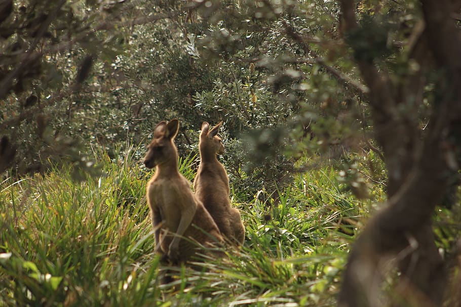 dos cangurs marrons, animal, mamífer, wallaby, cangur, gat, mascota, vida salvatge, alces, monstre de l'arbre, elk, cérvol, faisà, ocell, paó, planta, agavaceae, arbre, picea, conífera, zoo, temes d'animals, animals a la natura, fauna animal, terra, naturalesa, vertebrats, grup d’animals, bosc, dia, creixement, enfocament selectiu, cap gent, primat, color verd, herba, mico, a l'aire lliure, família d’animals, herbívors, 5K