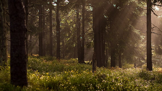 forest, rays, sun, light, shining, through, foliage, brushwood, sunny, scenic, summer, magic, beautiful, trees, woods, sunlight, sunbeams, sun rays, bushes, nature, plant, tree, land, tree trunk, trunk, growth, beauty in nature, tranquility, tranquil scene, woodland, scenics - nature, no people, day, non-urban scene, green color, environment, outdoors, streaming, 2K, CC0, public domain, royalty free