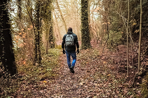 boom, Bos, het verlof, rugzak, wandelen, man, staand, terug, zon, jas, jeans, blauw, oranje, geel, vers, vent, canon, handschoenen, achteraanzicht, land-, fabriek, echte mensen, volledige lengte, vrijetijdsbesteding, een persoon, levensstijlen, natuur, groei, mannen, dag, schoonheid in de natuur, bos-, buitenshuis, 2K, CC0, publiek domein, royaltyvrij