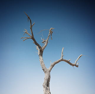 árvore, morto, céu, gradiente, solitário, calma, árvore nua, plantar, ramo, azul, ninguém, céu limpo, natureza, visão de baixo ângulo, dia, planta morta, tronco de árvore, tronco, ao ar livre, scenics - natureza, ensolarado, tranquilidade, beleza na natureza, seco, clima árido, 2K, CC0, domínio público, royalty free