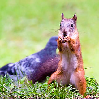 egern, rød, nuttet, Skov, vild, dyr, pattedyr, nord, hale, Brun, pels, fluffy, portræt, leder, lodne, natur, Due, dyreliv, tæt på, dyre temaer, et dyr, dyr i naturen, gnaver, ingen mennesker, hvirveldyr, græs, plante, Mark, dag, fokus på forgrunden, jord, udendørs, spise, bakkenbart, munden åben, , CC0, offentligt domæne, royaltyfrie