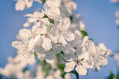 ciliegia, fiorire, fioritura, primavera, albero, ramo, bianca, puramente, fragrante, ciliegio, fiore di ciliegio, blu, cielo, soleggiato, stagione, giardino, pianta fiorita, fiore, pianta, fragilità, freschezza, bellezza nella natura, vulnerabilità, crescita, Colore bianco, avvicinamento, petalo, natura, testa di fiore, concentrarsi sulle conoscenze acquisite, giorno, nessuno, polline, all'aperto, un mazzo di fiori, 5K, CC0, dominio pubblico, privo di copyright